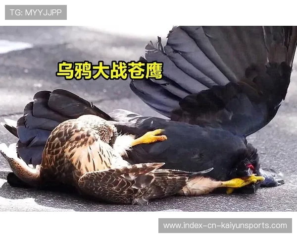 乌鸦主帅强调团队合作，胜利来自信任，乌鸦吧主